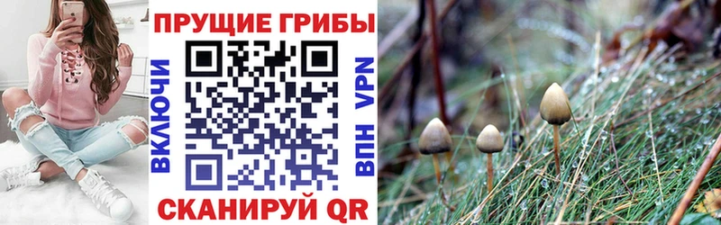 Галлюциногенные грибы Psilocybine cubensis  Череповец 